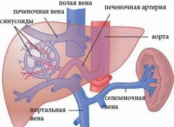 Симптомы тромбоза воротной вены, острой и хронической формы болезни