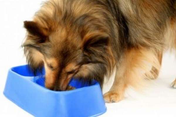 Режим питания важен для собак после отравления