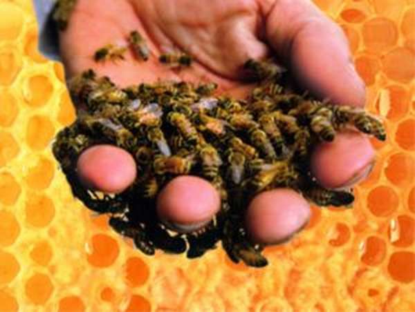 Укус пчелы: польза или вред, симптомы, лечение, народные средства