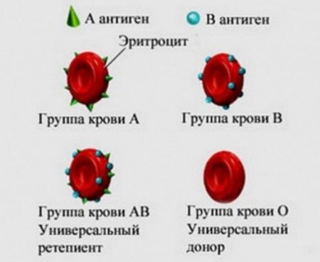 В чем заключаются отличия групп крови у людей, понятие группы крови и резус фактора