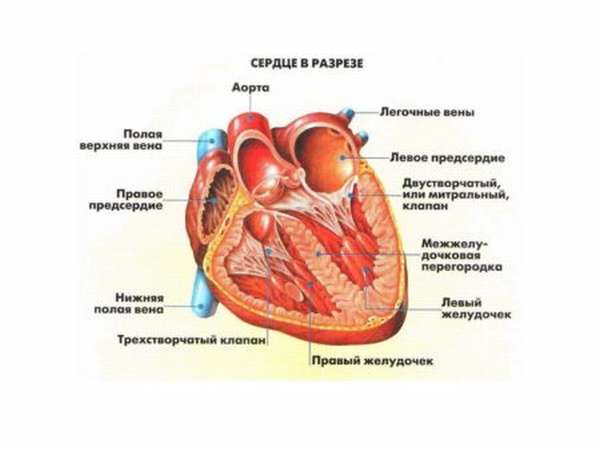 Симптомы, лечение и профилактика ишемического инфаркта