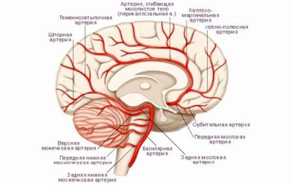 Причины атеросклероза сосудов головного мозга, симптомы и лечение, а также способы диагностики