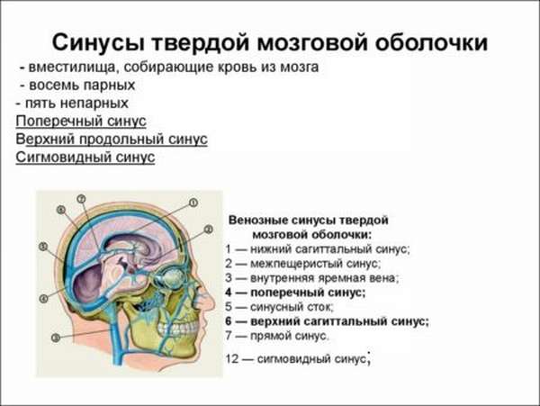 Этиология и лечение тромбоза синусов головного мозга, его патогенез и причины появления