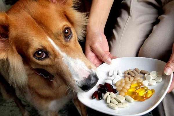 Лечение поноса и рвоты у собаки