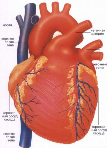 Причины учащенного сердцебиения, диагностика, симптоматика, лечение и профилактика