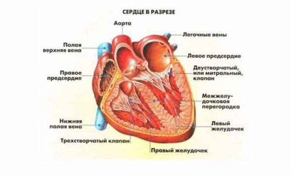 Особенности диагностики и симптомы кашля при сердечной недостаточности
