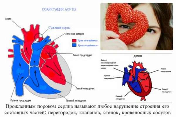 План мероприятий по профилактике заболеваний сердечно сосудистой системы у животных