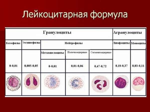 Особенности расшифровки лейкоцитарной формулы крови у детей разного возраста