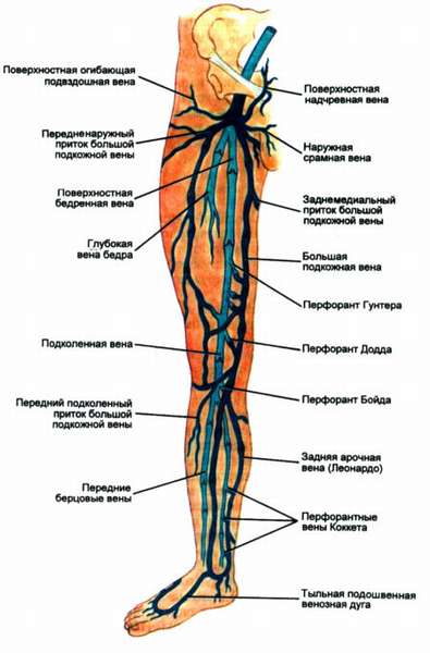 Диагностика и симптомы, указывающие на появление тромба в ноге, причины возникновения, методы профилактики и лечения