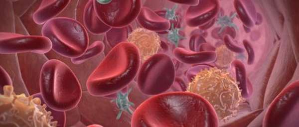 Физиология механизма свёртывания крови при повреждении сосудистой системы организма