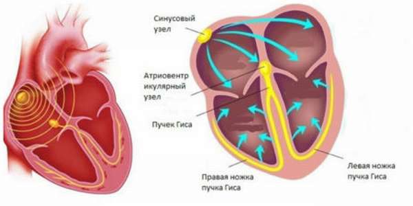 Виды и способы диагностики синоатриальной блокады сердца, симптомы, последствия и профилактика