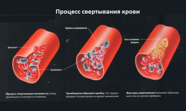 Плазменные и клеточные факторы, участвующие в процессе свертывания крови