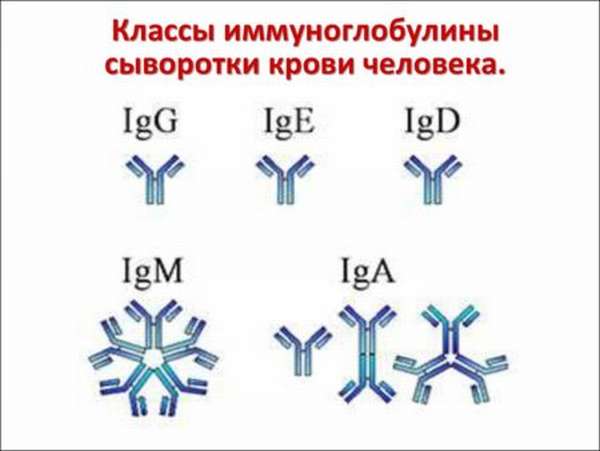 Особенности В-лимфоцитов как элемента иммунной системы, причины повышения и снижения этого показателя