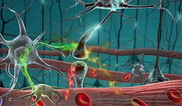 Могут ли восстанавливаться нервные клетки?