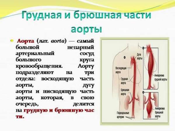 Симптомы при аневризме грудной аорты, как часто происходит разрыв, методы диагностики и лечения
