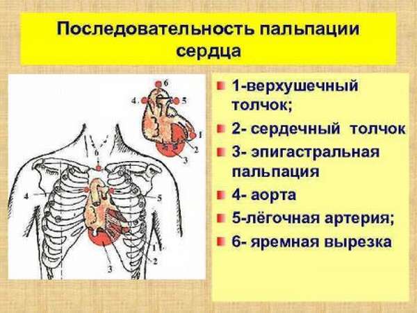 Показания к пальпации сердца, последовательность проведения процедуры у взрослых и детей