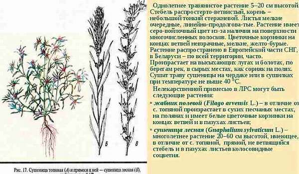 Ботаническое описание сушеницы болотной
