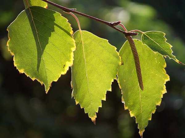 Лечение отеков листьями березы
