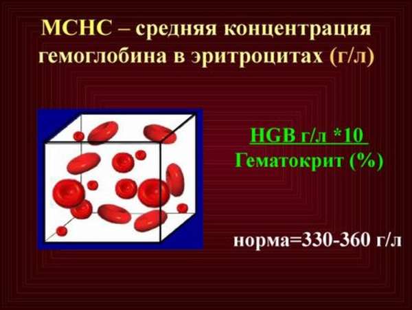 Почему повышается MCHC в анализе крови? Причины и что следует предпринять