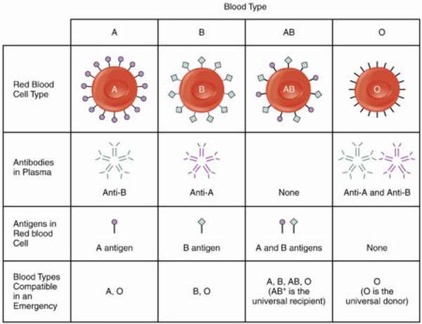 Характеристика 1 группы крови с отрицательным резус-фактором, что такое резус и система АВ0