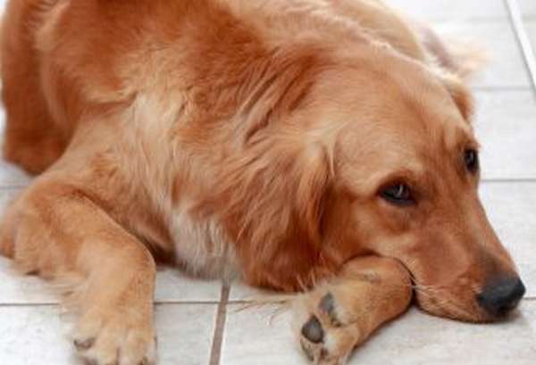 Чем лечить собаку от поноса и рвоты в домашних условиях