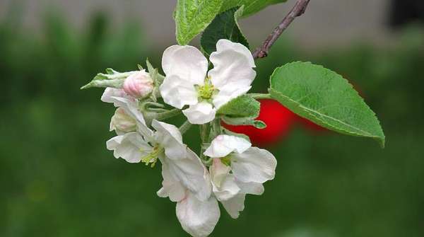 Ветка яблони с цветками