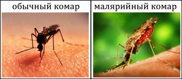 Укус комара: как спастись от назойливых насекомых?