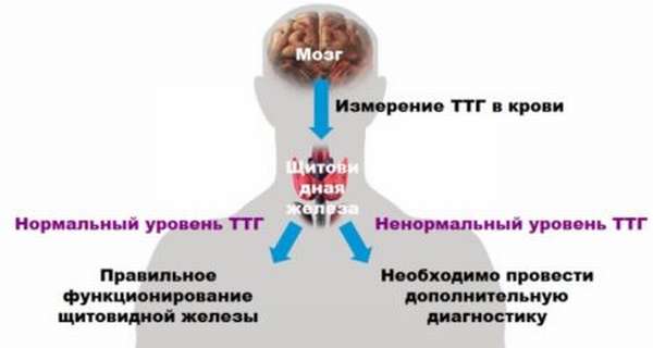 Таблица норм ТТГ у мужчин по возрасту, связь гормонов, как сдавать анализ
