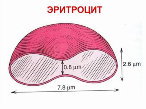 Из-за чего может происходить повышение эритроцитов в крови, распространенные причины