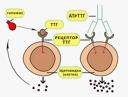 Что означает высокий уровень антител к тиреоглобулину и зачем его проверяют?