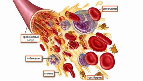 Что делать если тромбоциты в крови у мужчин выше или ниже нормы?