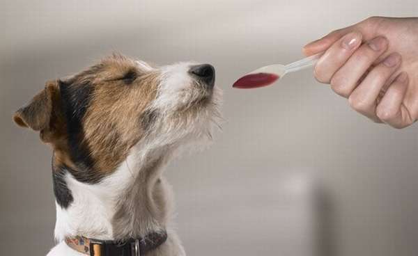Понос и рвота у собаки как лечить в домашних условиях