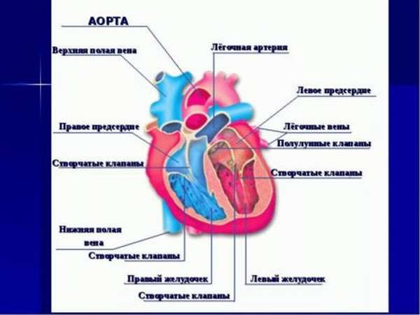 Какова опасность расширения аорты сердца, кому угрожает и методы лечения