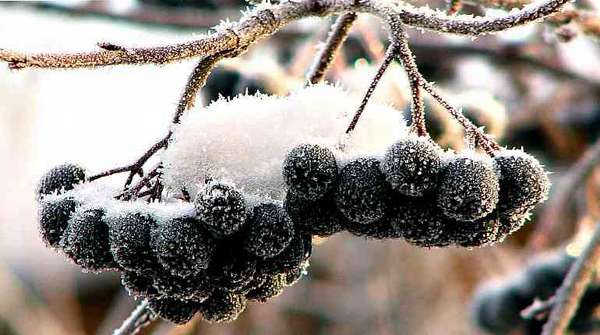 Ветка черноплодной рябины в снегу