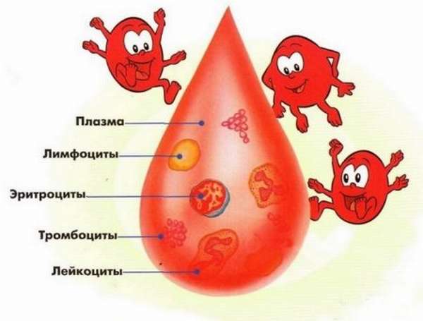 Причины появления реактивных лимфоцитов, о чем говорит повышение их уровня в крови?