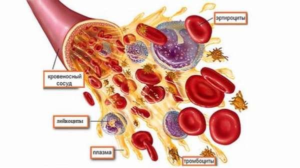 Что должно входить в биохимический анализ крови? Как правильно к нему подготовиться?