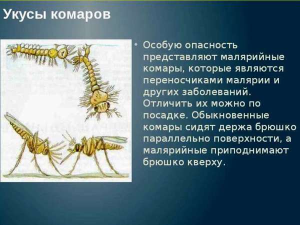 Укус комара: как спастись от назойливых насекомых?