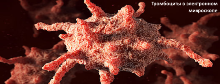 Отклонение от нормы лейкоцитов и тромбоцитов, основные функции клеток