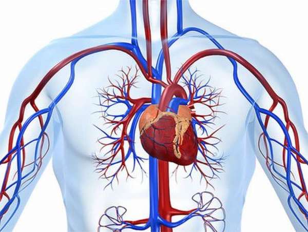 Методы профилактики сердечно-сосудистых заболеваний и правила здорового образа жизни