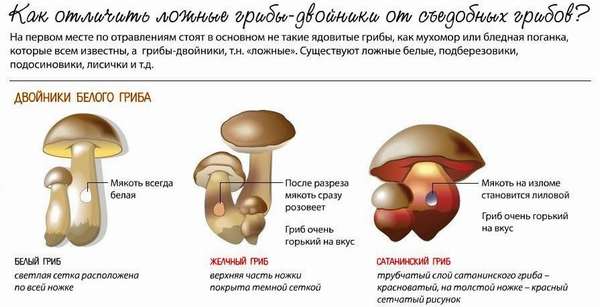 Осторожно! Отравление белыми грибами