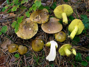Польза и вред грибов зеленушек