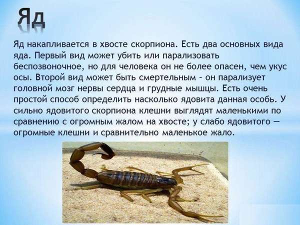 Смертелен ли укус скорпиона?