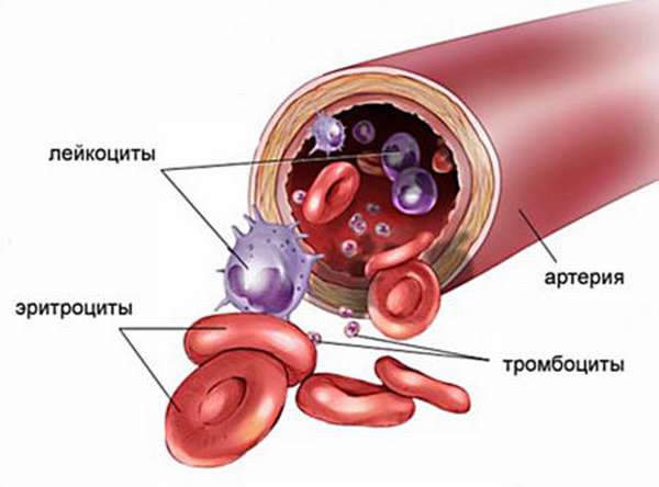 Классификация видов гемоглобина, норма и причины повышения или понижения показателей