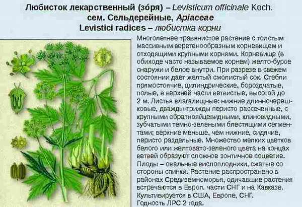 Ботаническое описание любистка