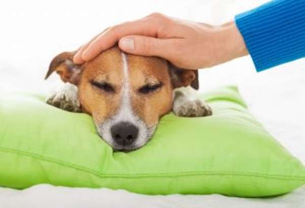 Лечение щенка при поносе и рвоте