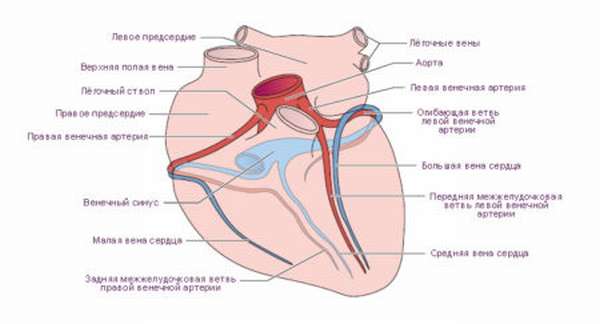 Причины и симптомы атеросклероза коронарных артерий, его профилактика и лечение