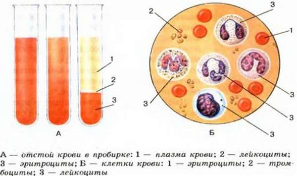 В чем заключаются отличия групп крови у людей, понятие группы крови и резус фактора