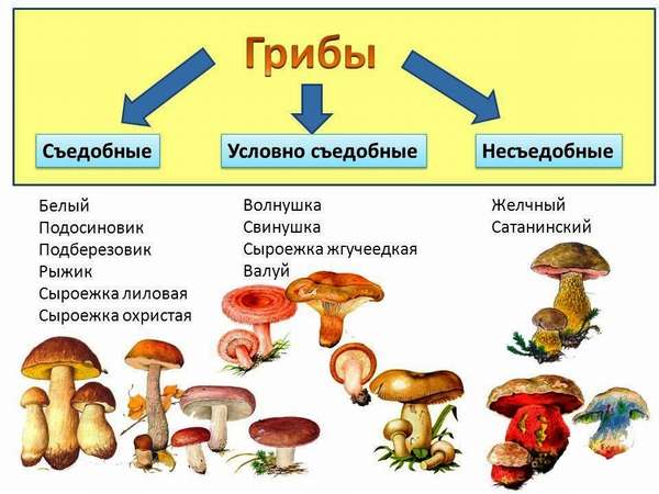 Отравление грибами симптомы, лечение, профилактика