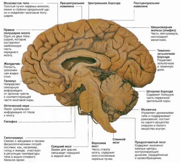 Причины возникновения ангиопатии сосудов головного мозга, ее разновидности