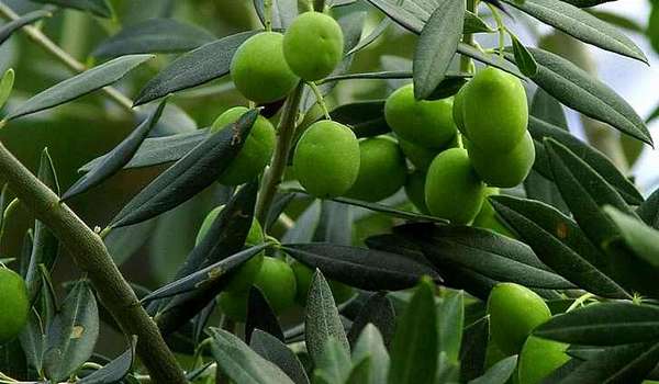 Информация об оливковом масле